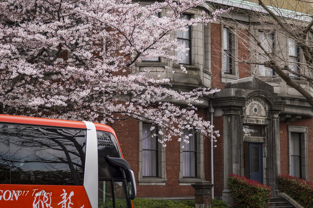 都会の桜