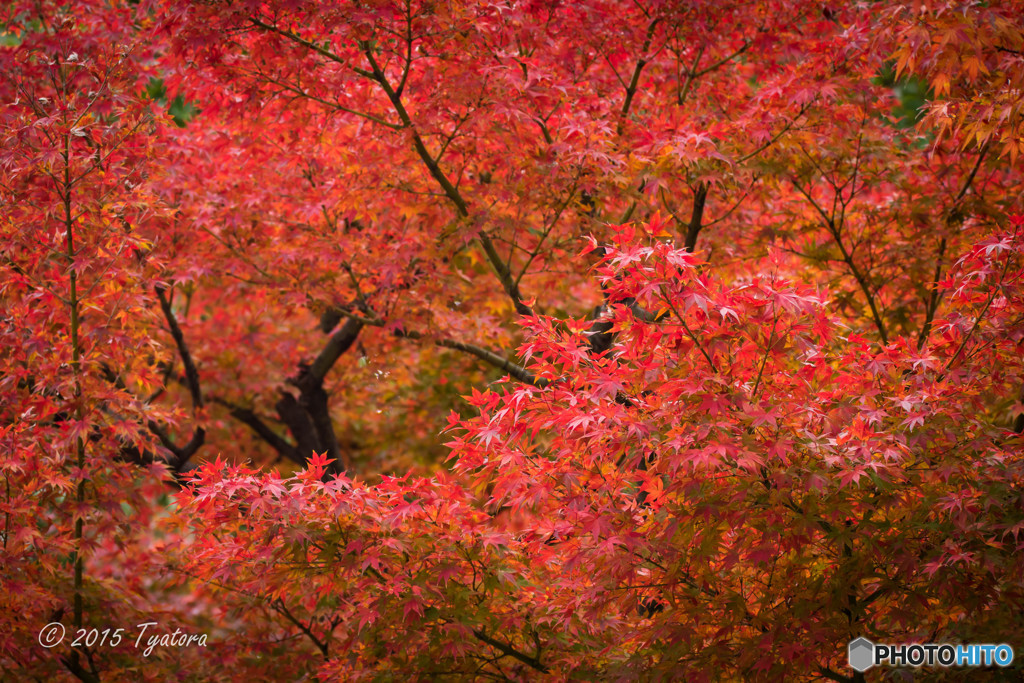 公園で紅葉3（終）
