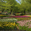 公園の花壇にて