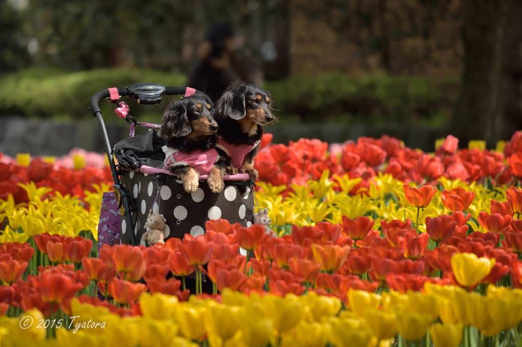 チューリップと子犬