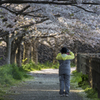 花吹雪