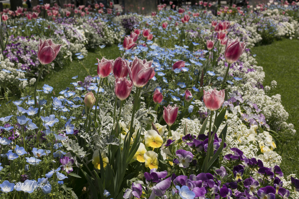 春の花壇は賑やかですね！