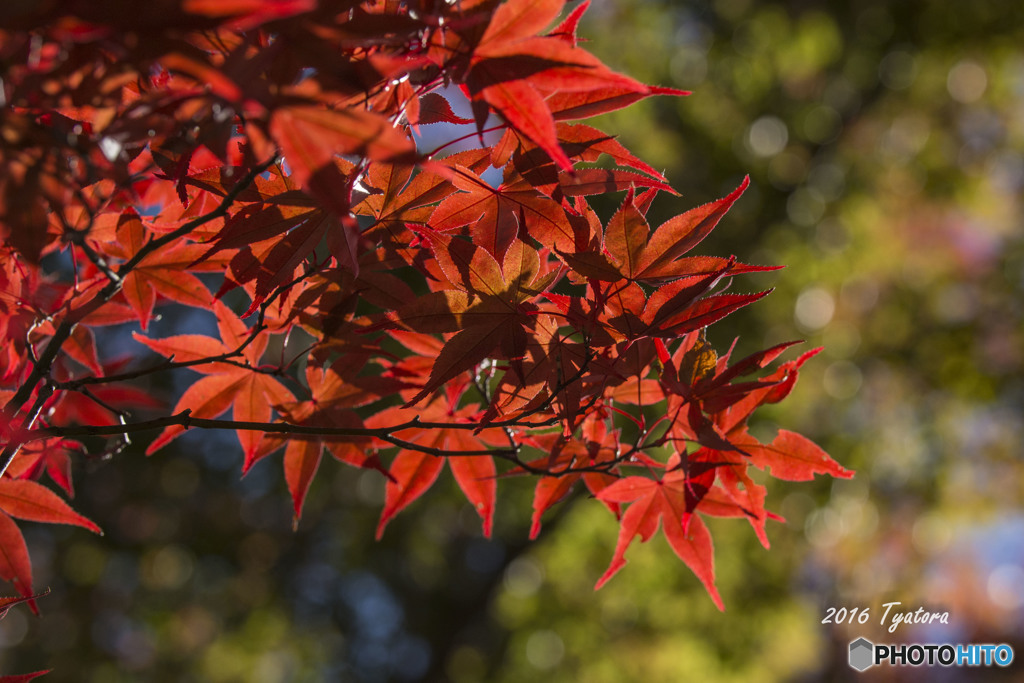 紅葉７