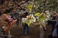 クローズアップ桜2