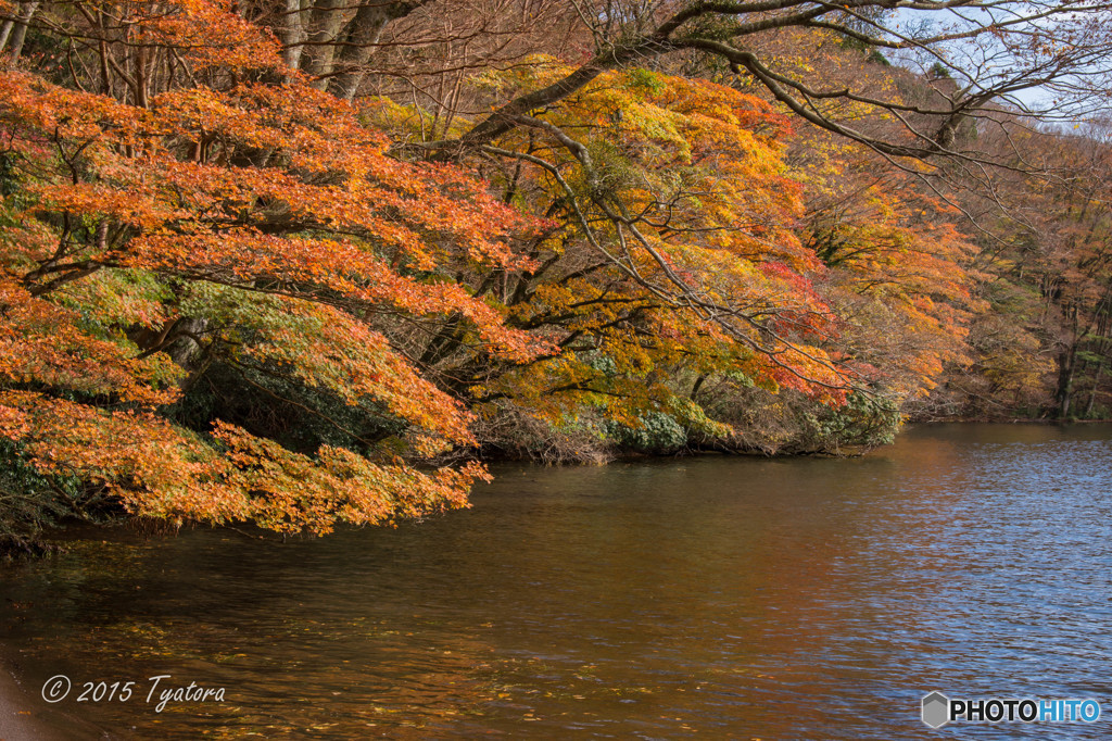 箱根九頭龍の森（紅葉）
