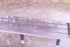 雨の桜のベンチ