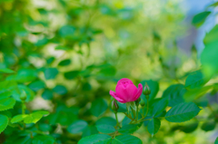 庭のツル薔薇アンジェラ開花①