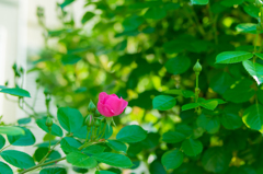 庭のツル薔薇アンジェラ開花②