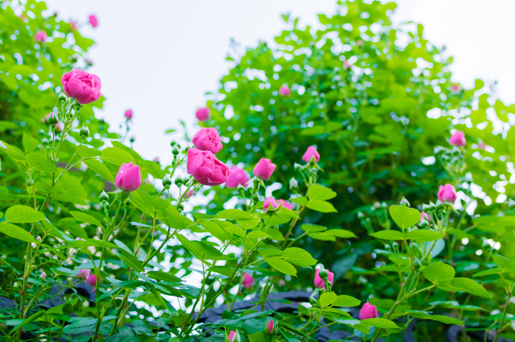 薔薇バラばら⑤