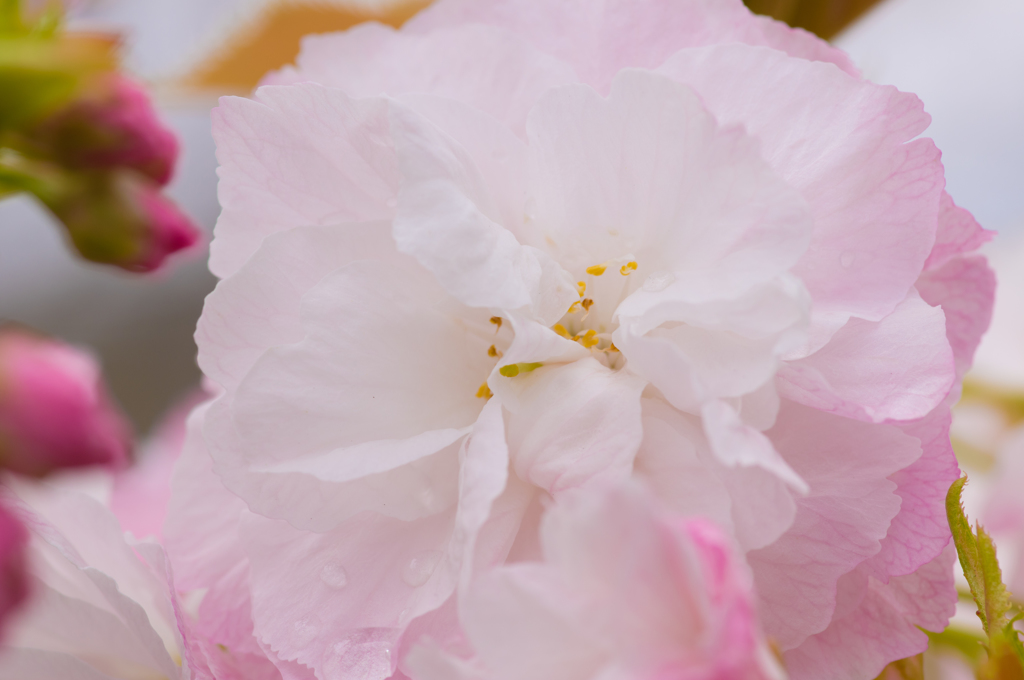 遅い八重桜①