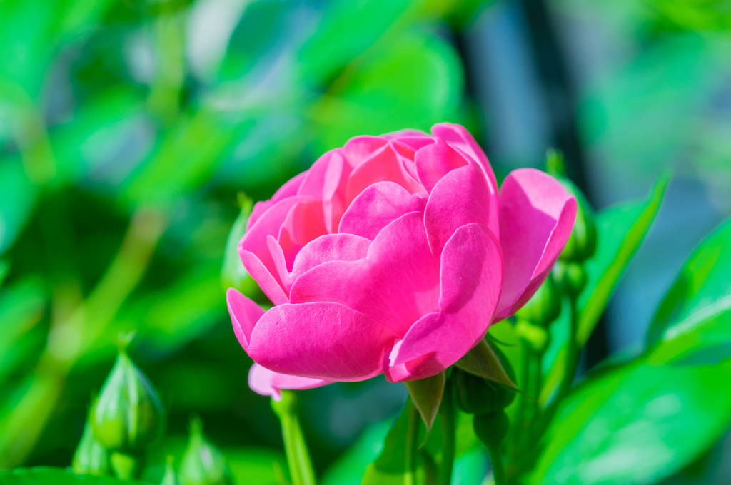 庭のツル薔薇アンジェラ開花③