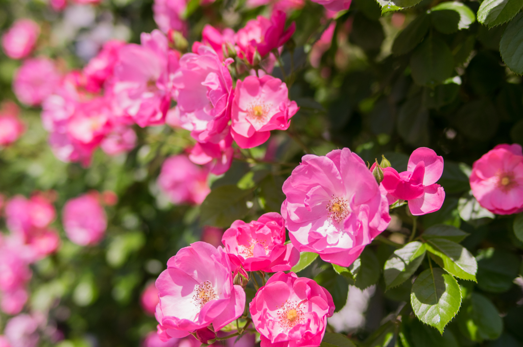 庭の薔薇満開！⑤
