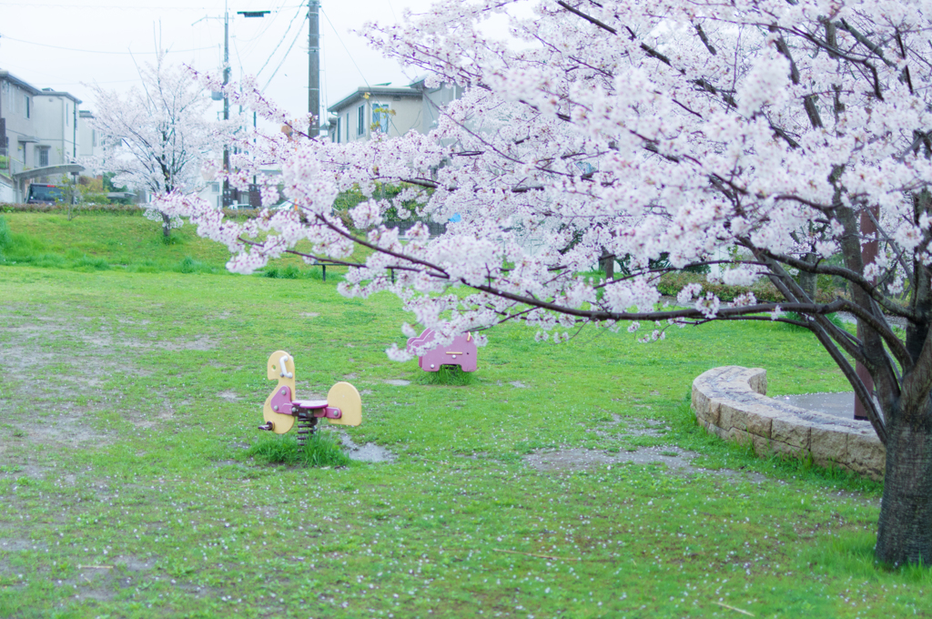 2015の桜②