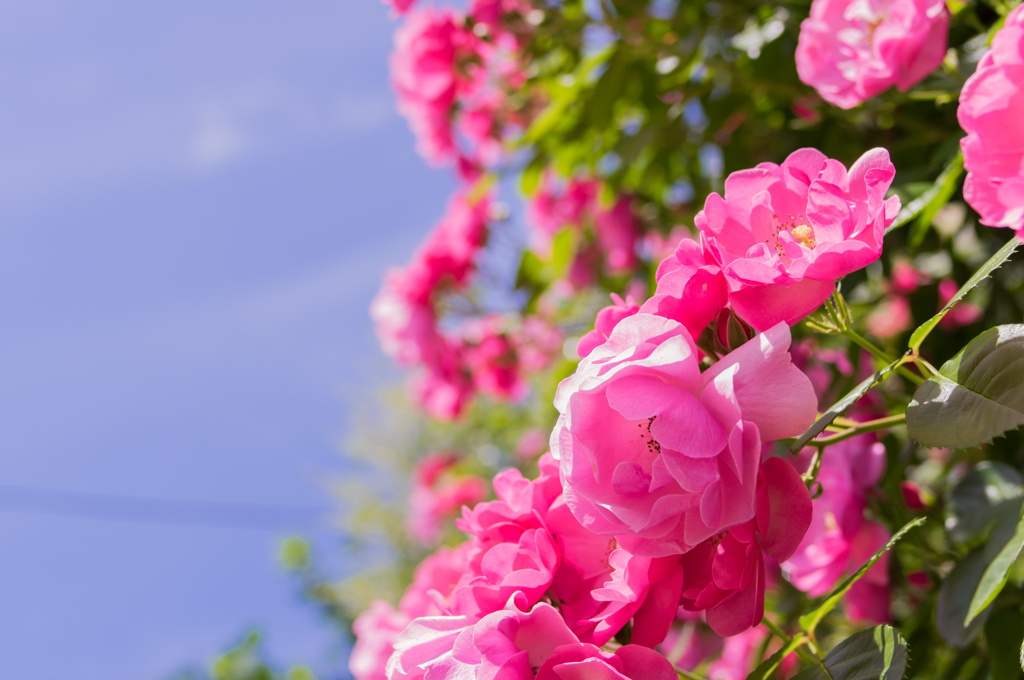 庭の薔薇満開！⑦