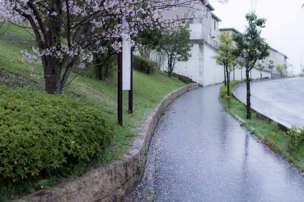 雨に散りゆく桜