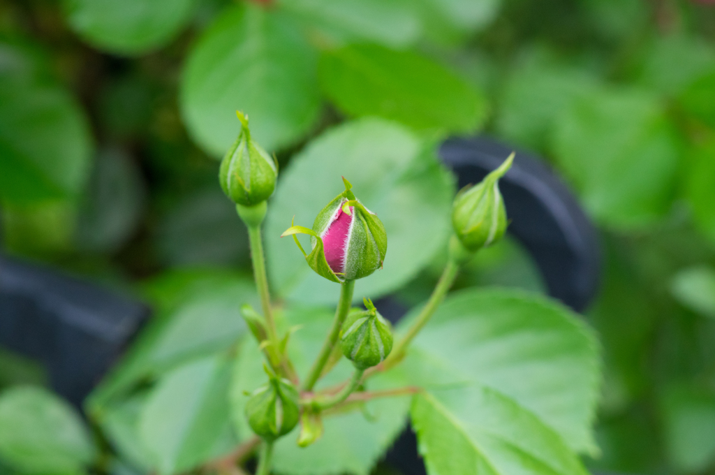 間もなく開花！庭の薔薇②