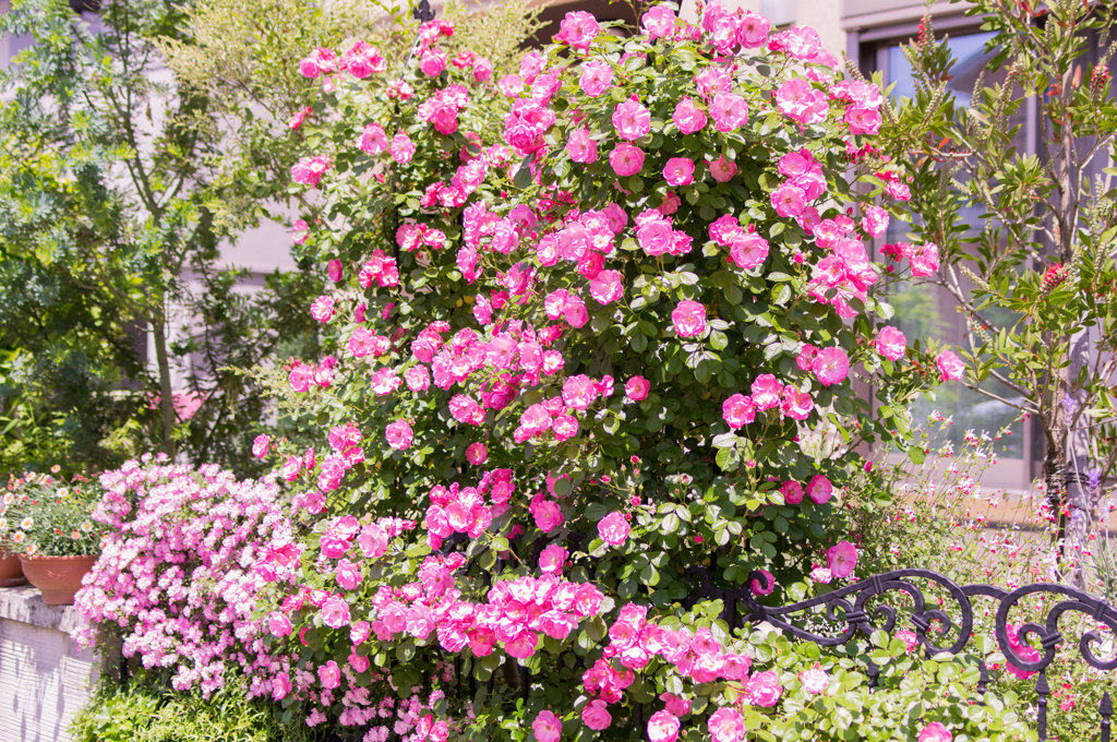 庭の薔薇満開！②