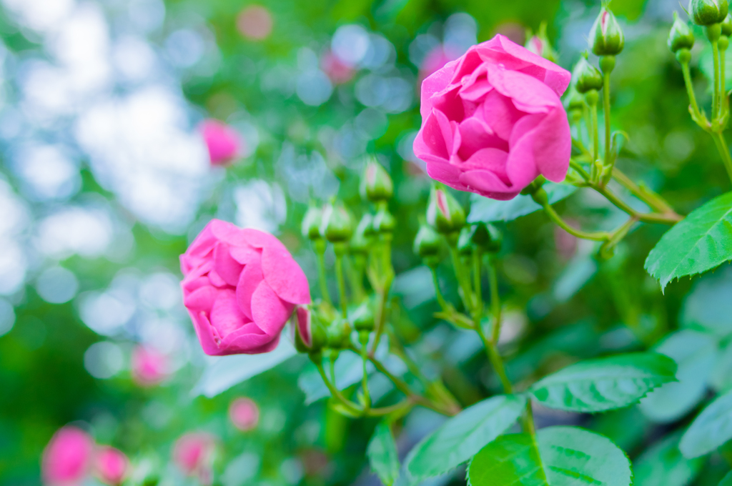 薔薇バラばら⑦