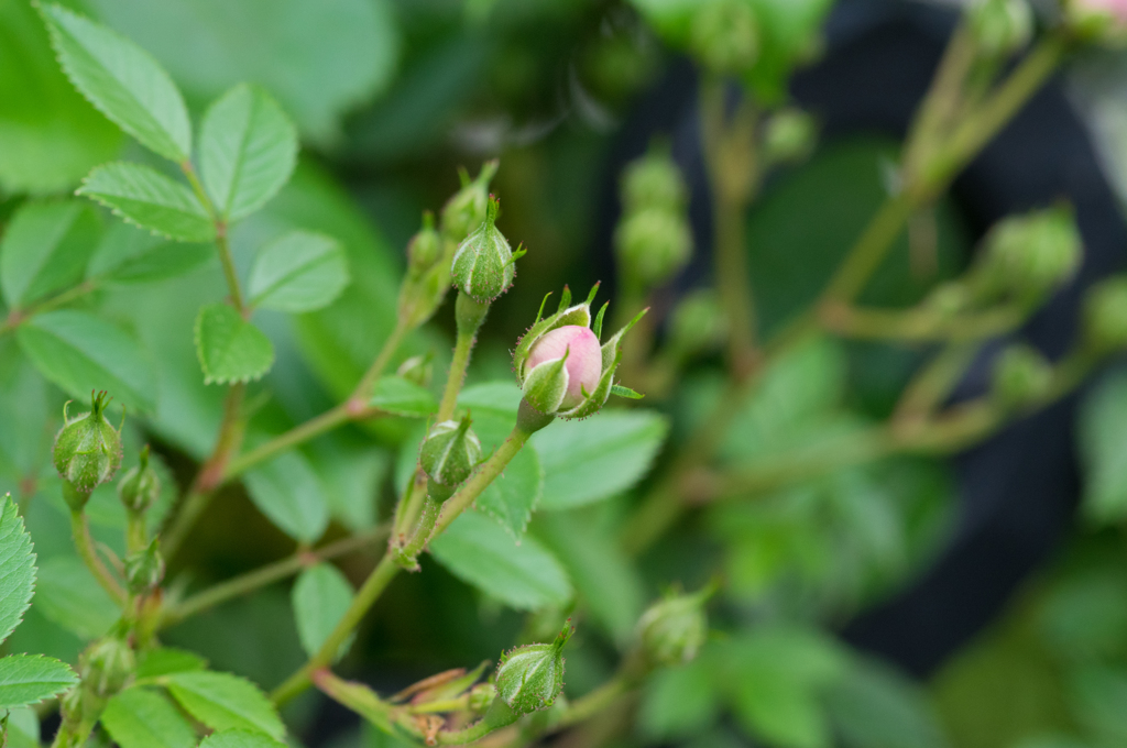 間もなく開花！庭の薔薇①