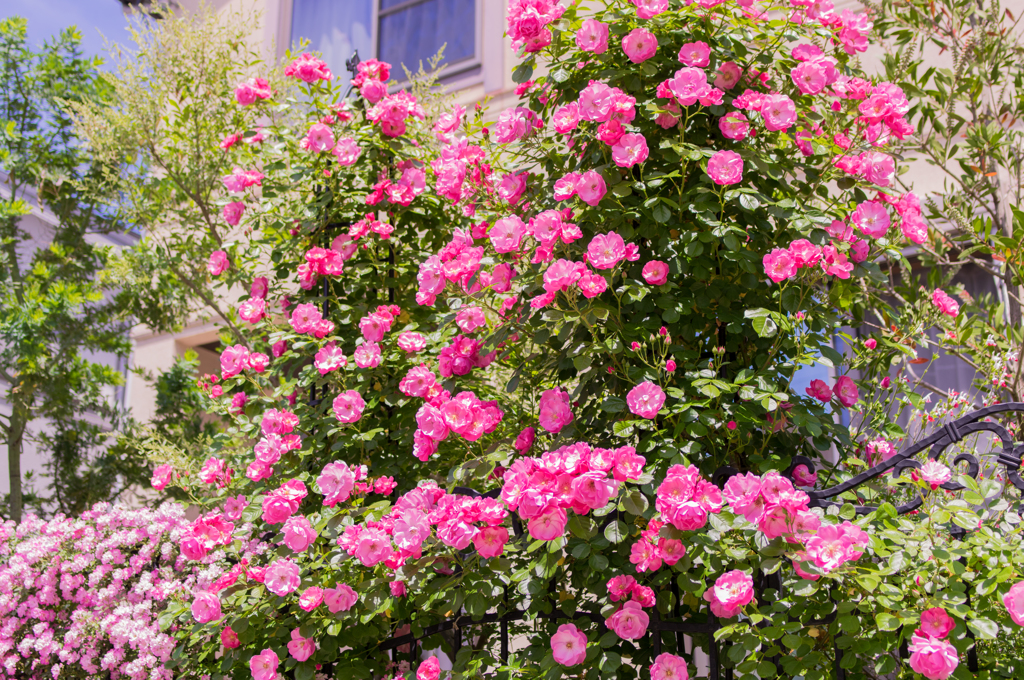 庭の薔薇満開！④
