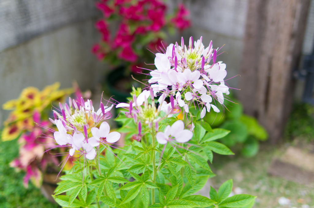 珍しい花「風蝶草」が咲きました③