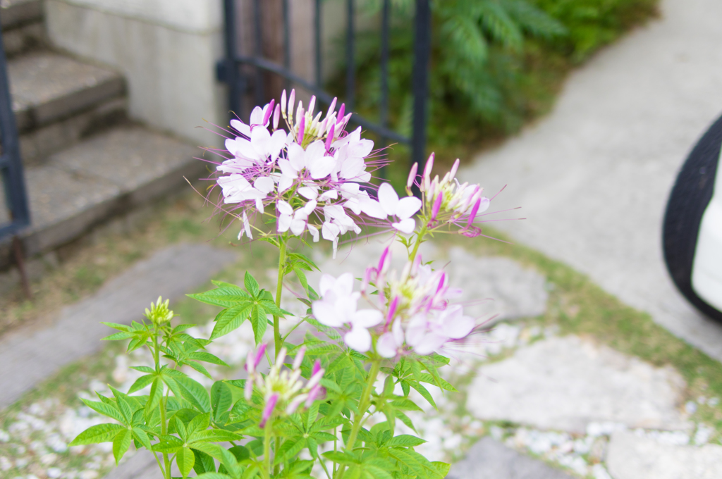 珍しい花「風蝶草」が咲きました④