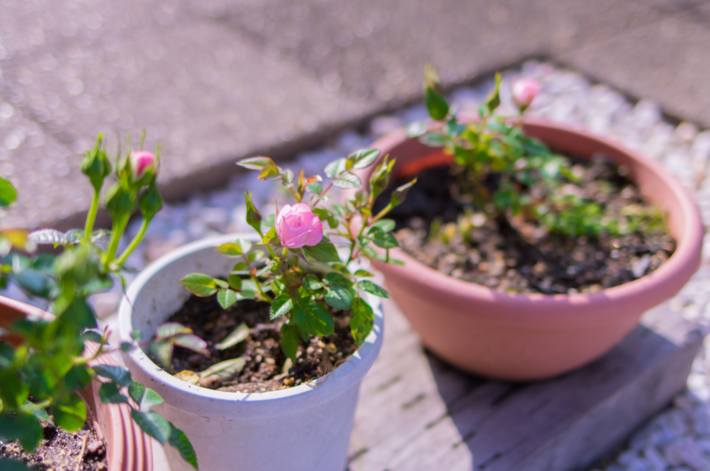 庭の薔薇開花！