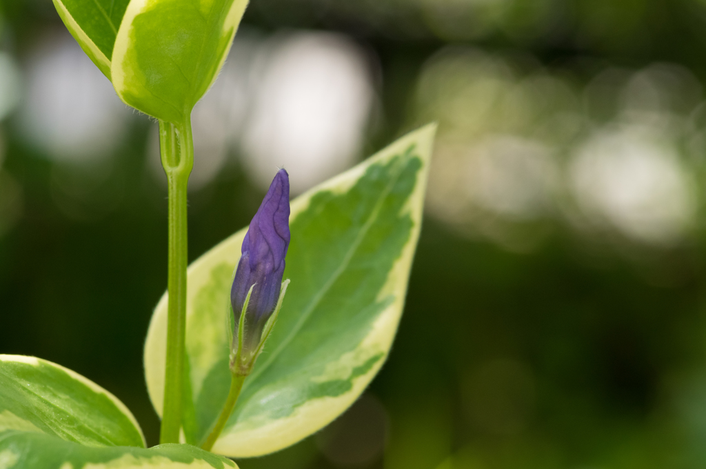 花の季節③