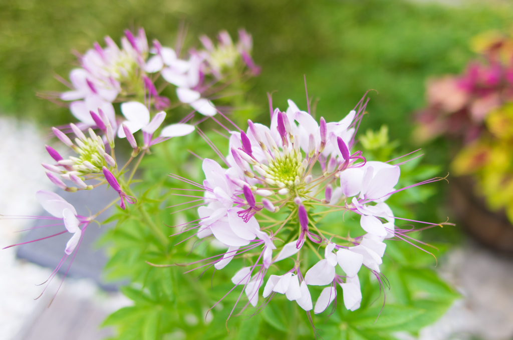 珍しい花「風蝶草」が咲きました⑥