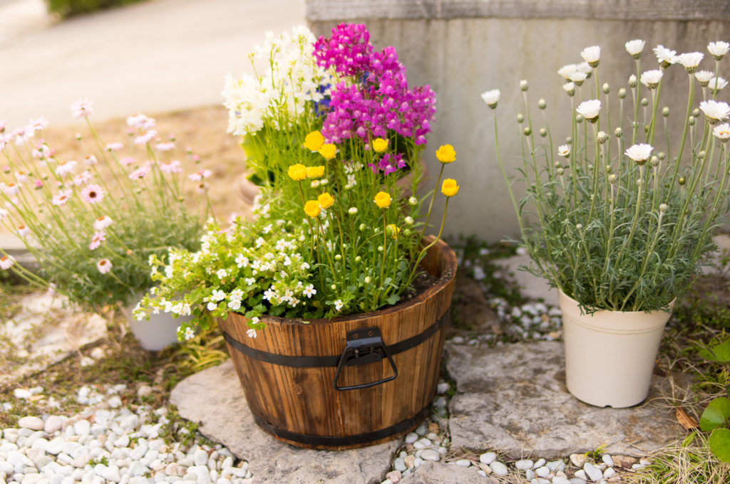 庭の寄せ植え２
