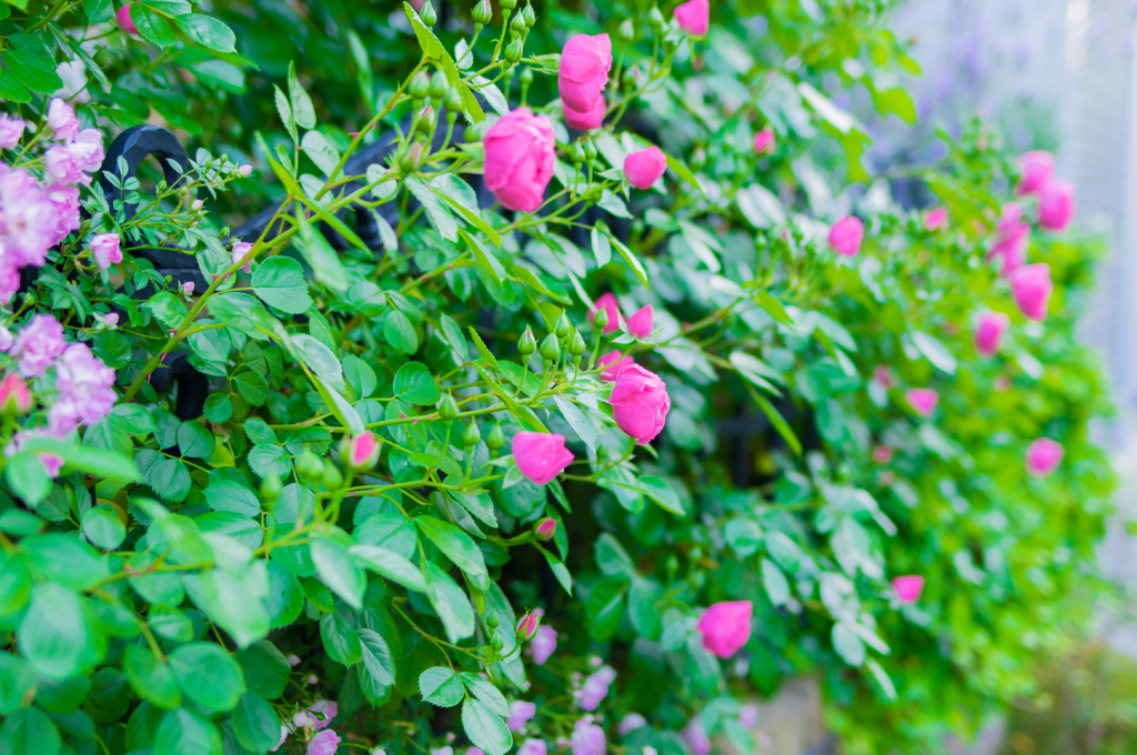 薔薇バラばら⑨