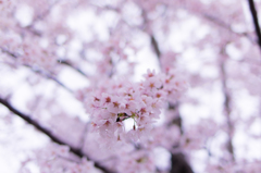 2015の桜①