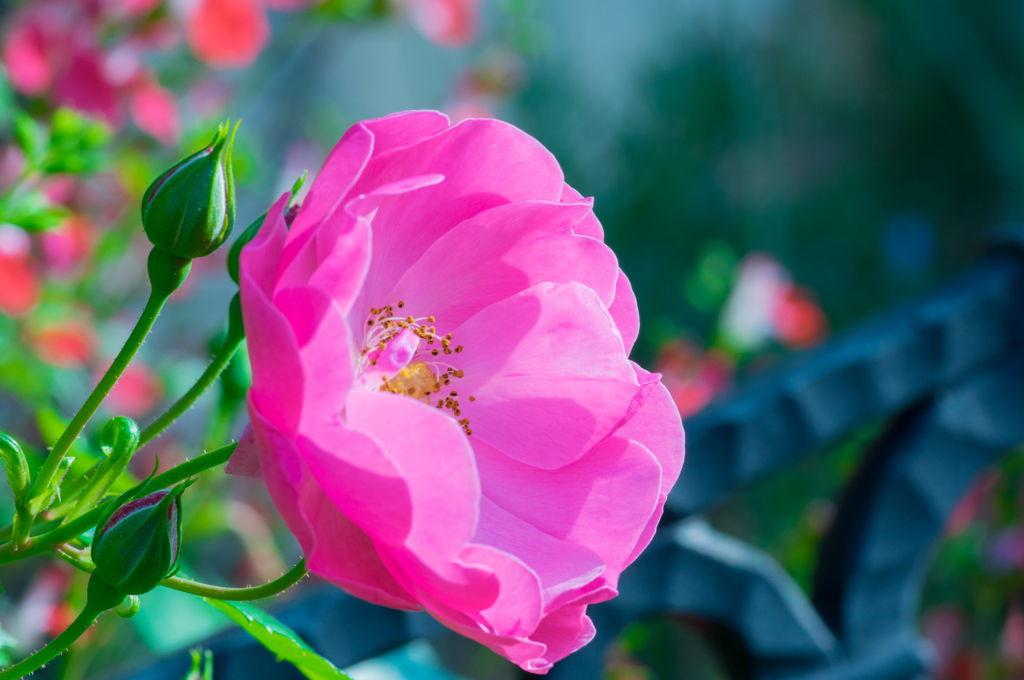 庭のツル薔薇アンジェラ開花④