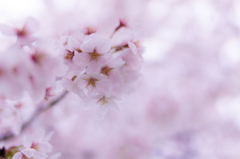 2015の桜④