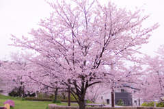 2015の桜③