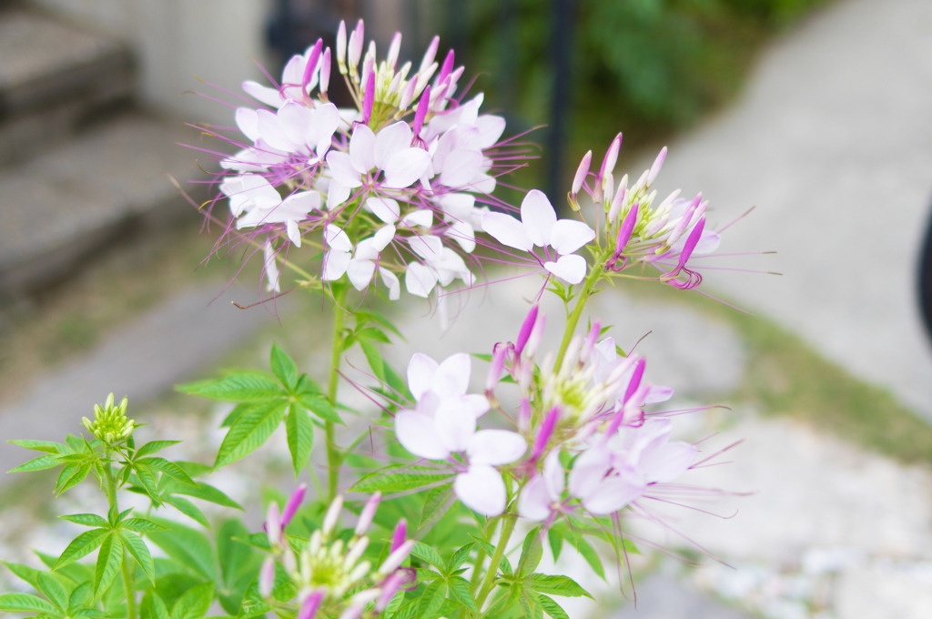 珍しい花「風蝶草」が咲きました⑤