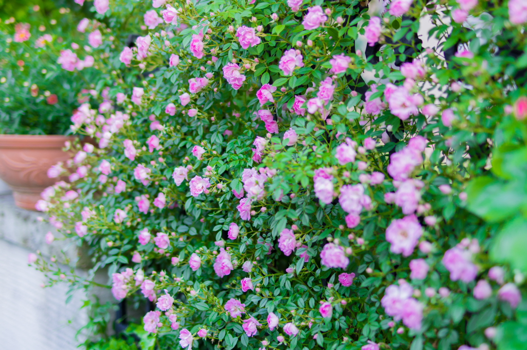 薔薇バラばら②