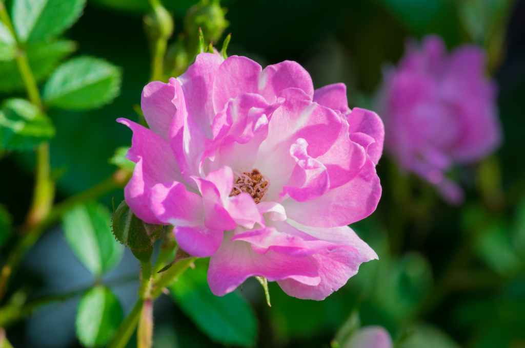 庭のツル薔薇開花②