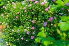 庭のツル薔薇開花①