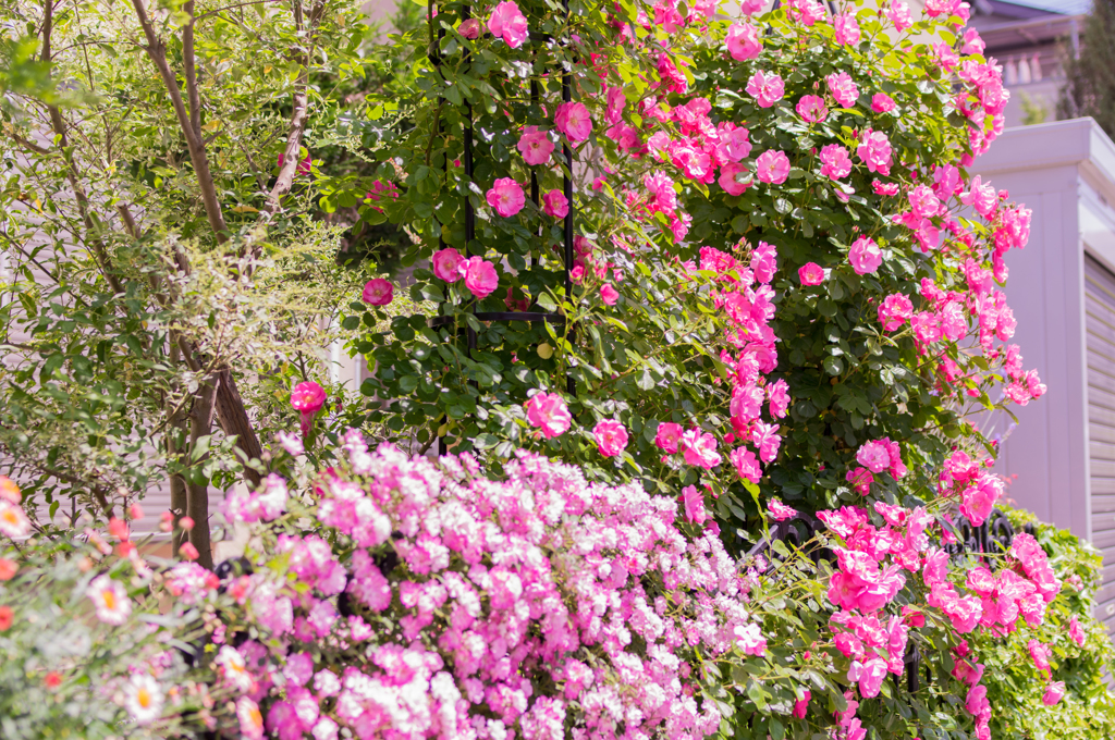 庭の薔薇満開！③