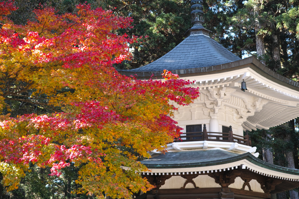 高野山紅葉