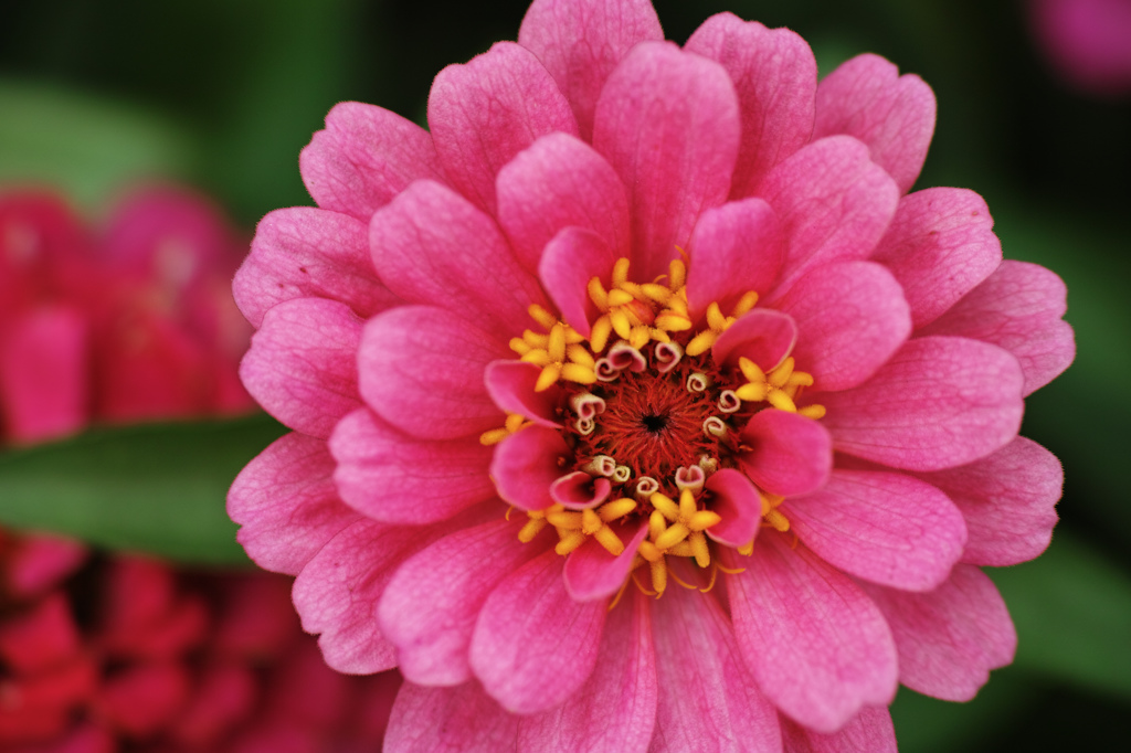 FLOWER