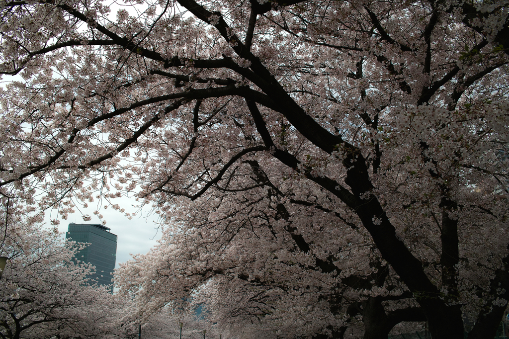 桜の中のビル