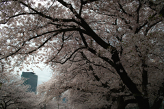桜の中のビル