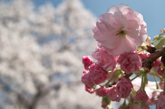 八重桜の嫉妬