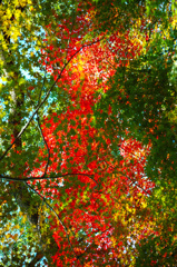 興聖寺の紅葉