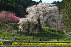 又兵衛桜