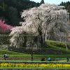 又兵衛桜