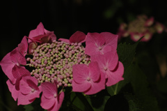 紫陽花