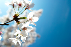 2015年　桜咲く